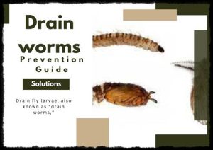drain worms
